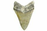 Fossil Megalodon Tooth - North Carolina #367921-2